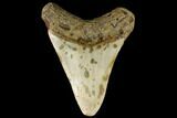 Bargain, Fossil Megalodon Tooth - North Carolina #124395-2